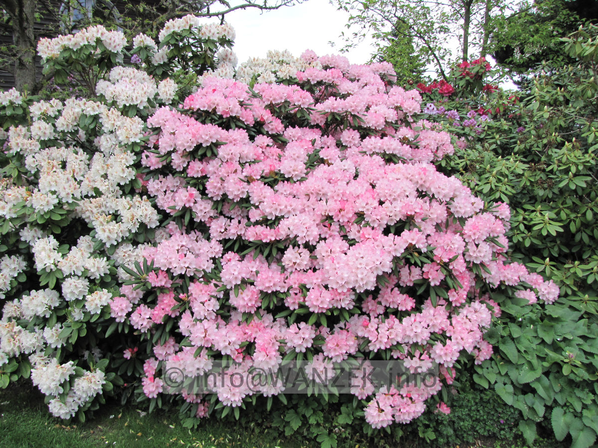 Rhododendron yakushimanum Love Song 04.JPG